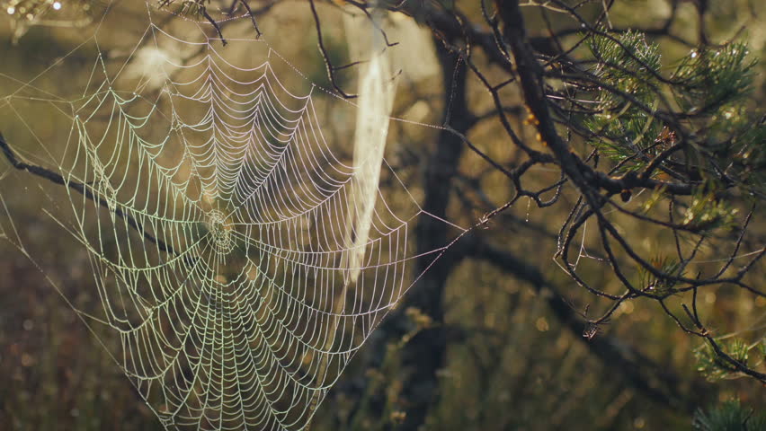 web tree spider web trees driverlayer search engine web tree spider web trees driverlayer search engine