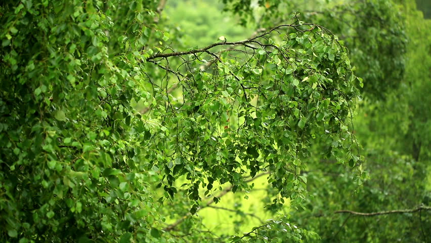 Green Tree Branches Under The Falling Rain Stock Footage Video 4418948