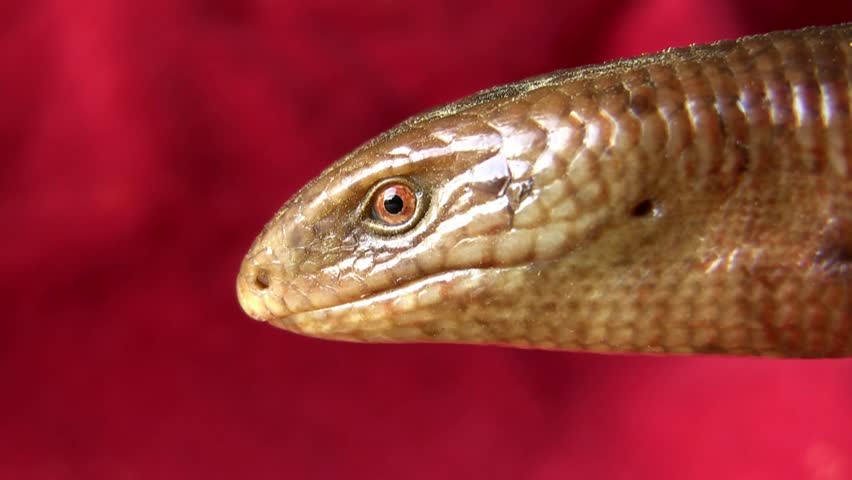 Ophisaurus Apodus, Scheltopusik Or European Legless Lizard (AKA ...