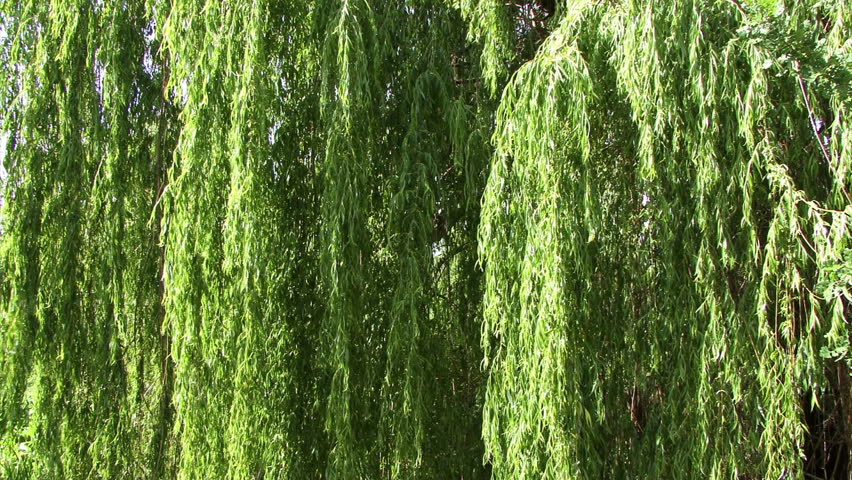 Close On Weeping Willow Tree Branches. Stock Footage Video 1349806 - Shutterstock