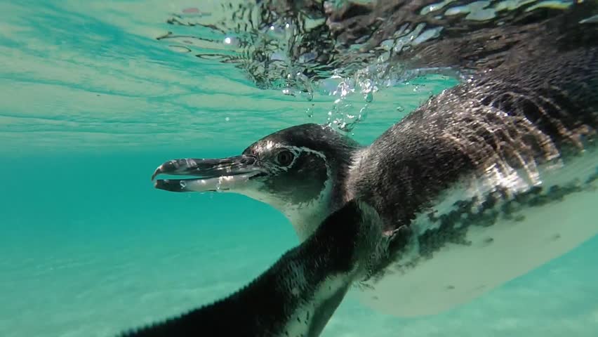 企鹅视频素材-海洛创意正版图片,视频,音乐素材