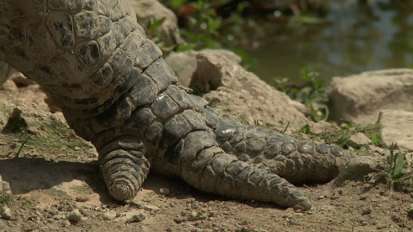 Alligator Claws Stock Footage Video 1376434 - Shutterstock