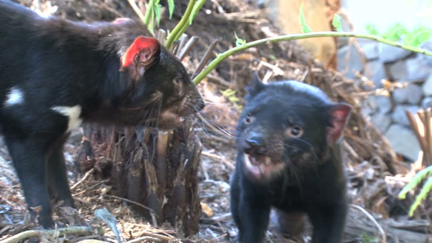 Close Up Of A Tasmanian Devil Feeding On A Carcass Stock Footage Video