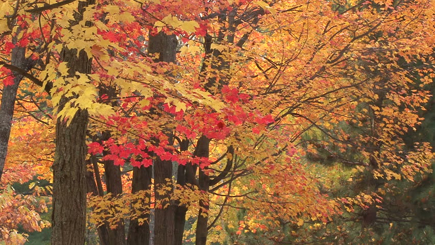 trees with multi colored leaves