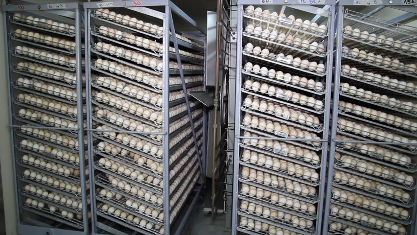 Egg processing plant. Apparatus for packing of hens eggs Stock video