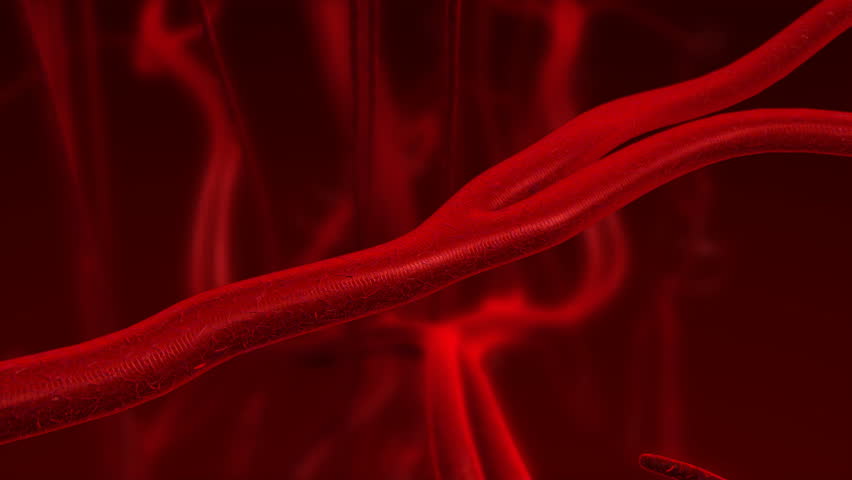 Human blood arteries and veins. Zoom in motion. Biology Diagrams
