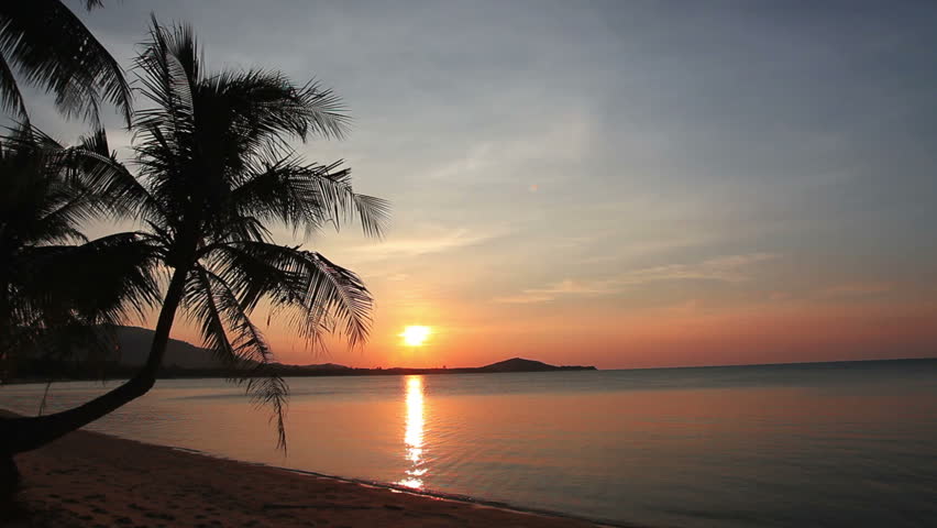 Coconut Palm Tree During Sunset Stock Footage Video 137872 - Shutterstock