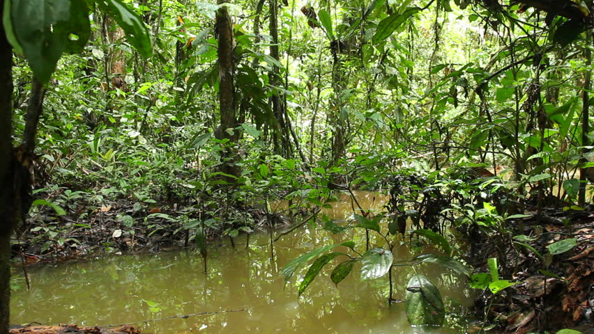 Flooded Rainforest Near A Rising River In The Ecuadorian Amazon Stock