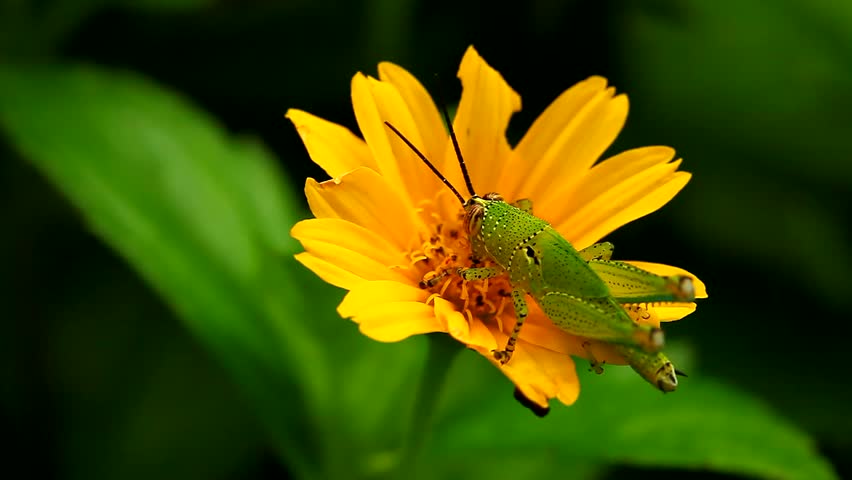 grasshopper-eat-flower-stock-footage-video-3104302-shutterstock