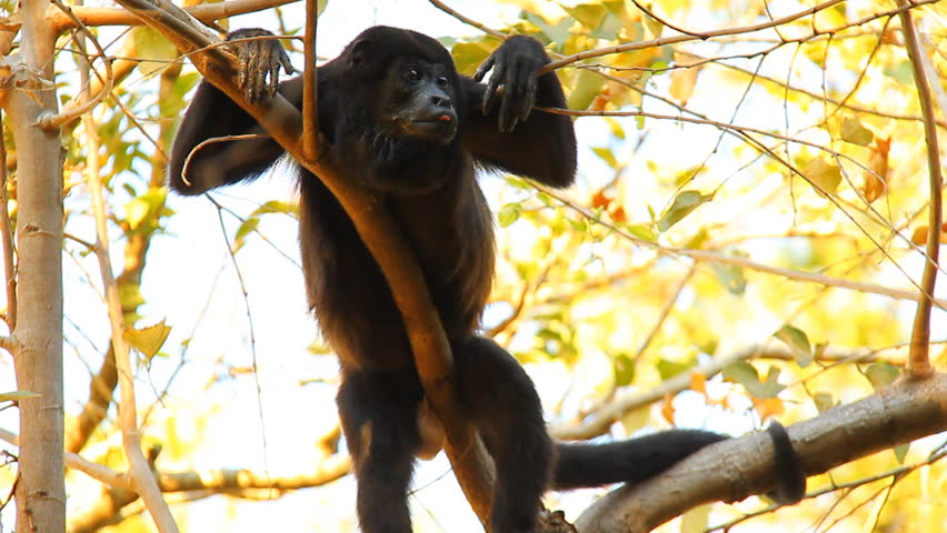 Monkey Around.