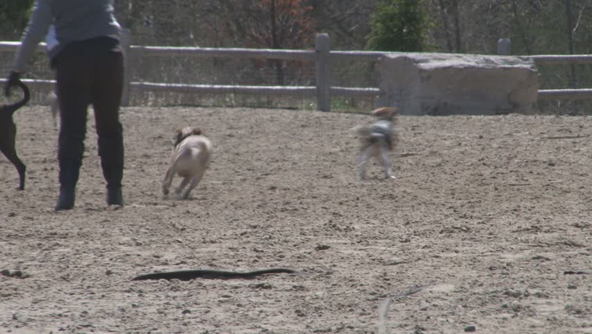 Main Street Dog Park Dallas Main Street Dog Park Dallas