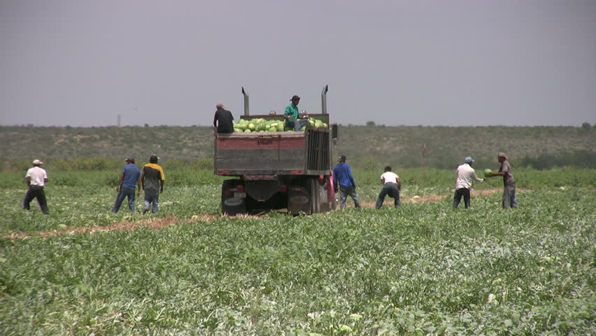 Video Closer Of Migrant Workers From Mexico Harvesting Watermelon