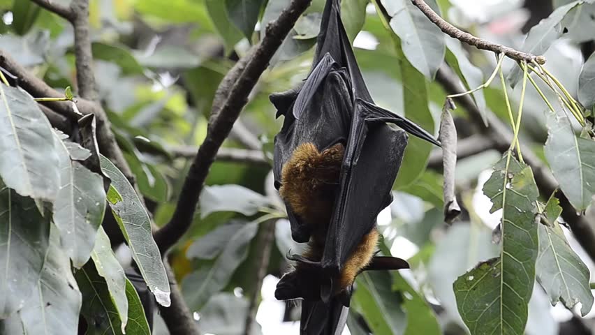 hanging flying fox hugging each other while deep sleeping hanging flying fox hugging each other while deep sleeping