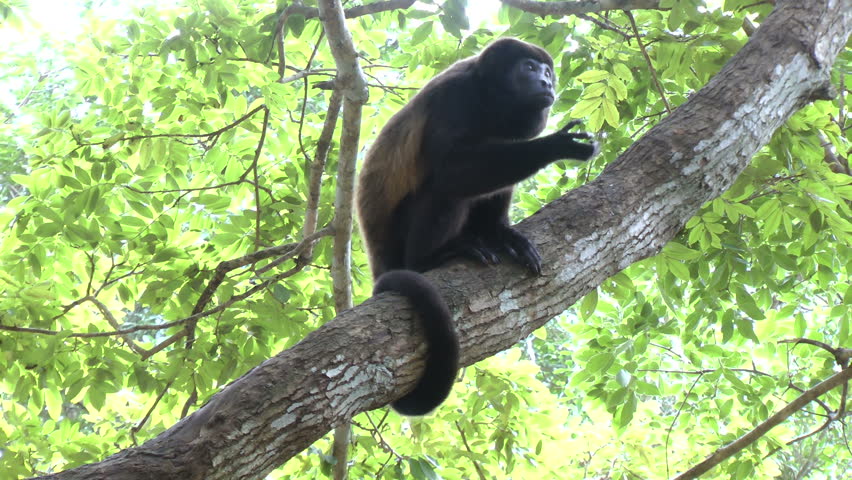 CU Of Black Spider Monkey Eating Fruit Stock Footage Video 1777487