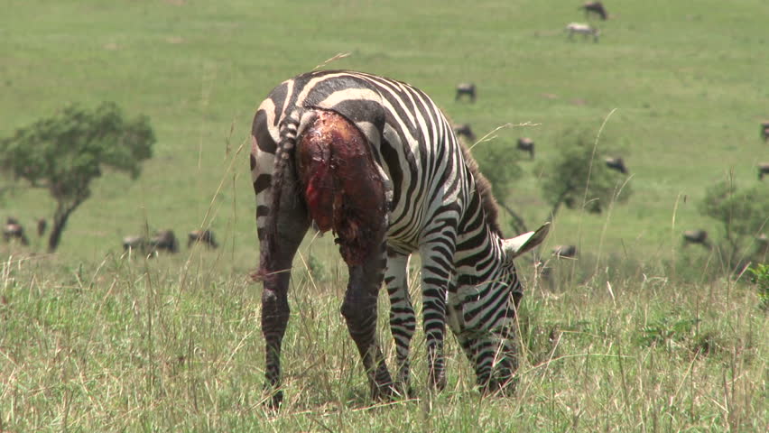 A very wounded zebra. - HD stock video clip