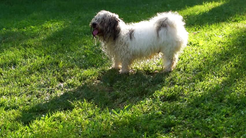 havanese water havanese is fighting against a water beam in a grassy field havanese water havanese is fighting against a water beam in a grassy field