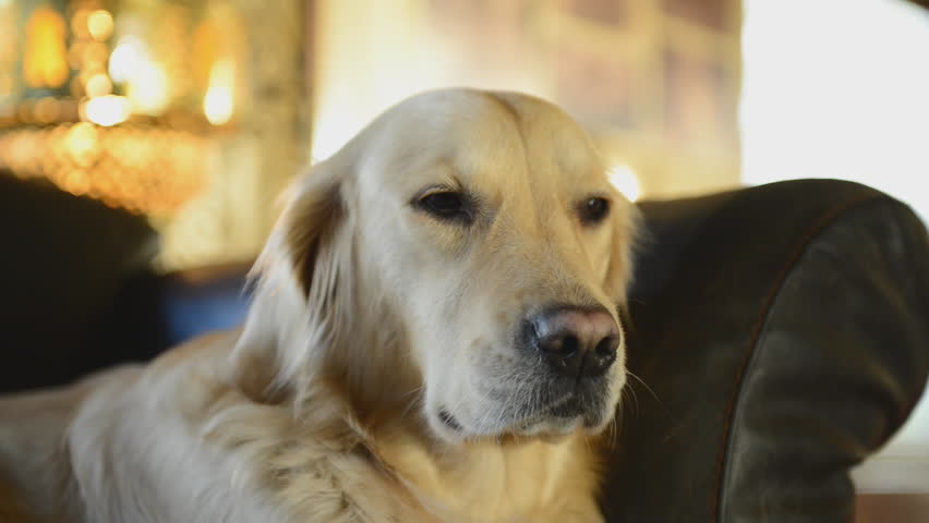 dogs falling asleep dogs falling asleep at home stock footage 5403251 dogs falling asleep dogs falling asleep at home stock footage 5403251