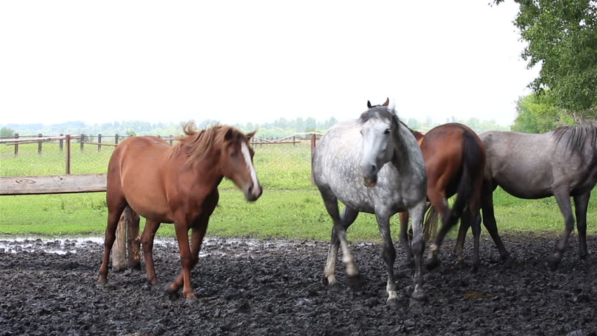 Horses Nod Their Heads In Unison (saved From Annoying Insects). Stock