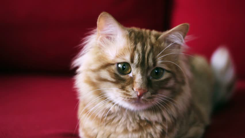 Yellow cat looking in Camera and moving his ears - Ready to sleep - HD ...
