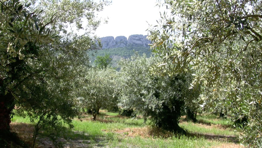 olive-grove-olive-tree-in-provence-france-stock-footage-video-5808968