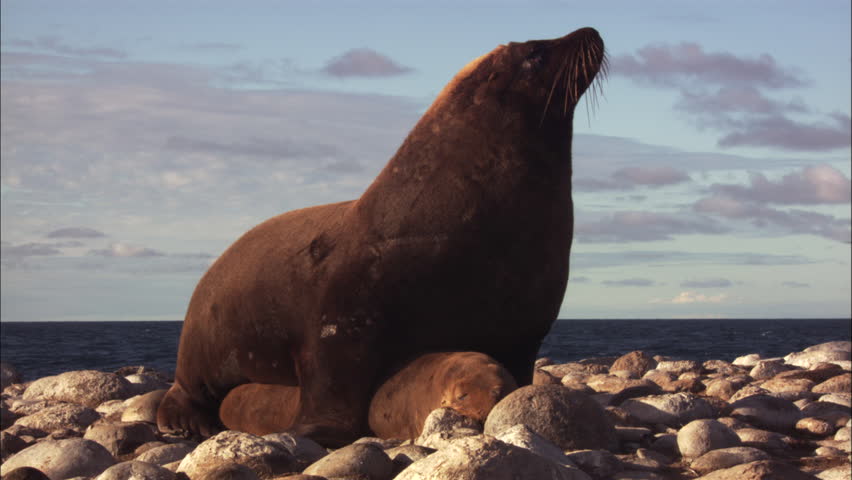 Australian Sea Lions Mating On Shore Stock Footage Video 5832614