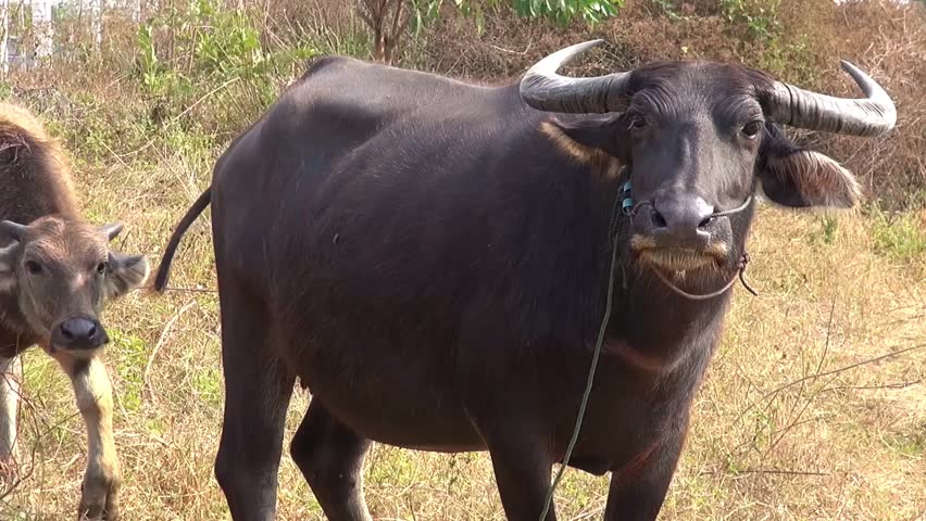 A Cow And Her Calf. Domestic Asian Water Buffalo (Bubalus Bubalis