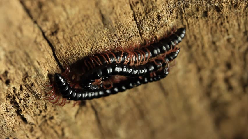 millipede-mating-millipedes-are-myriapods-of-the-class-diplopoda-that