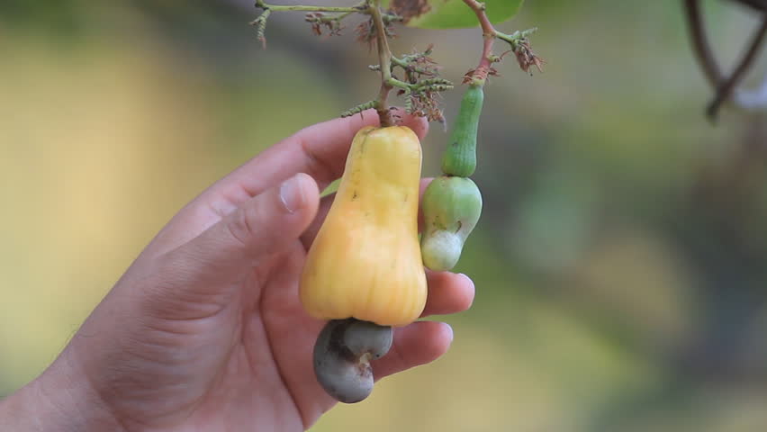 Pick Cashew Fruit Hd Stock Video Clip