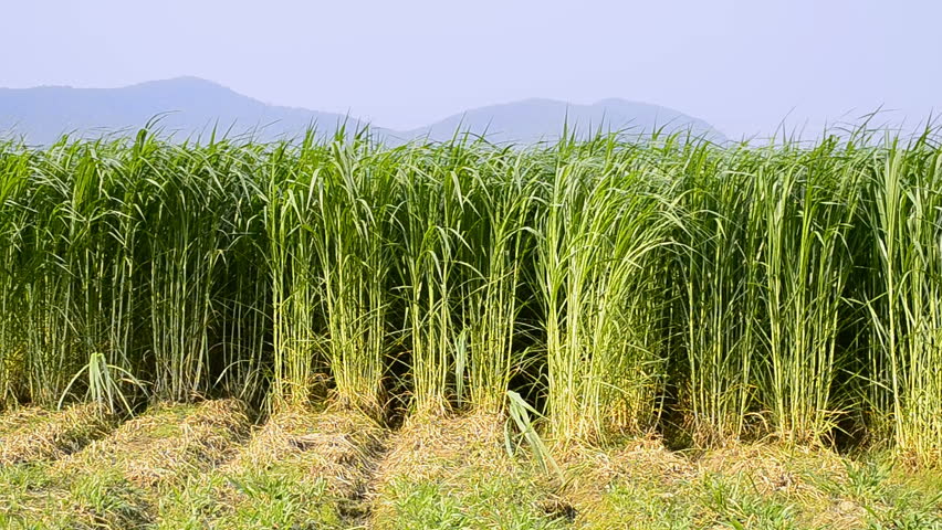 napier-grass-pennisetum-purpurerum-in-farm-plants-stock-footage-video