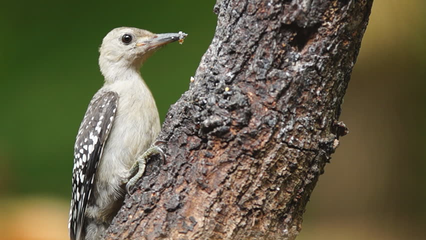 Red-bellied Woodpecker (Melanerpes Carolinus) Baby While Feeding