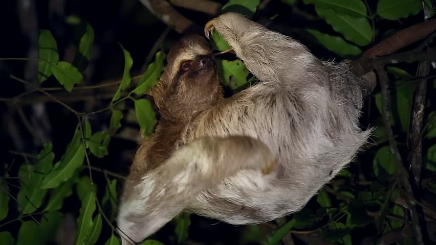 Male Three-toed Sloth Climbs Around On A Tree Branch Stock Footage