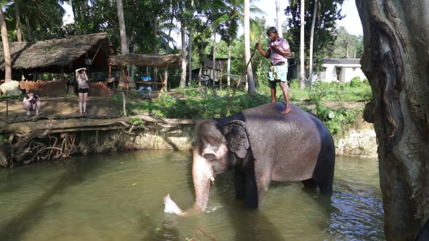 thai elephants and its significant to The elephant has been a contributor to thai society and its icon for many centuries the elephant has had a considerable. thai elephants and its significant to The elephant has been a contributor to thai society and its icon for many centuries the elephant has had a considerable.