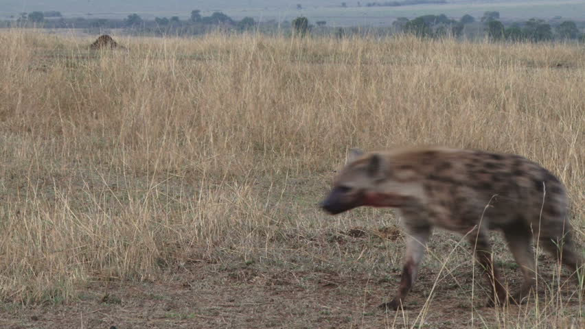Hyena Eating A Wildebeest Alive Stock Footage Video 7404550 - Shutterstock