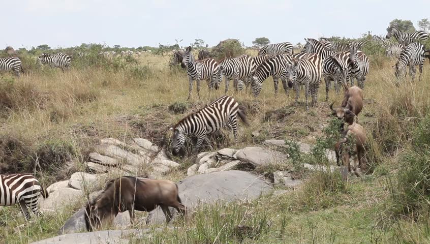 Lots Of Zebras On The Field. Masai Mara. Kenya. Stock Footage Video 