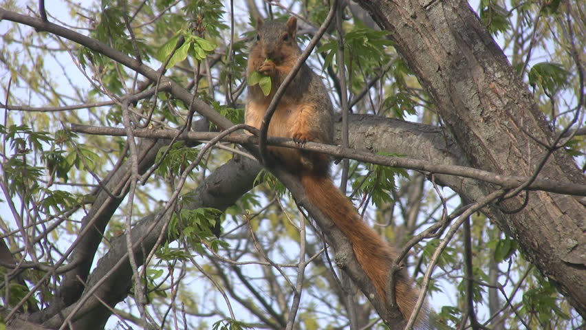 maple tree eat squirrel seeds of maple tree stock footage 772498 maple tree eat squirrel seeds of maple tree stock footage 772498