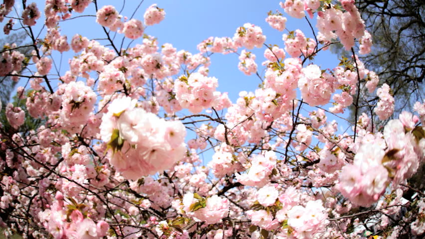 sunlight sakura tree japanese cherry blossom shinjuku gyoen national park nature rural tokyo sunlight sakura tree japanese cherry blossom shinjuku gyoen national park nature rural tokyo