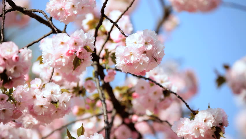 shinjuku gyoen national park japanese sakura trees cherry blossom fruit tree trees nature tokyo shinjuku gyoen national park japanese sakura trees cherry blossom fruit tree trees nature tokyo
