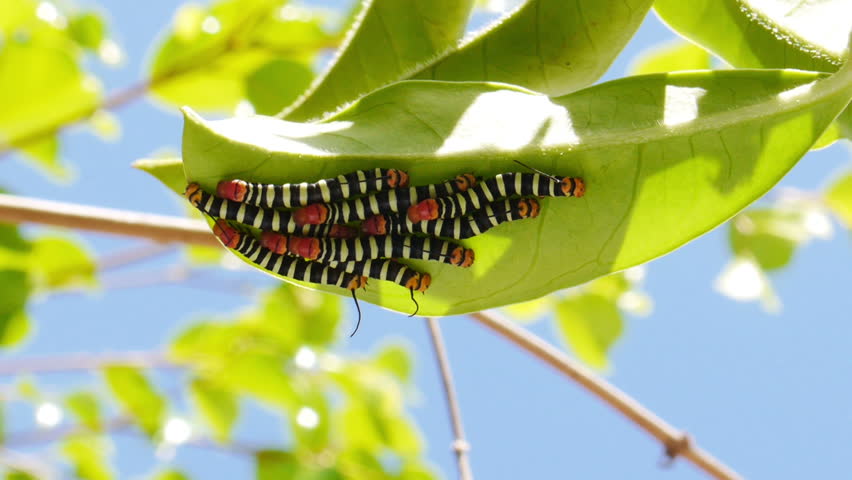 file-monarch-butterfly-caterpillar-jpg