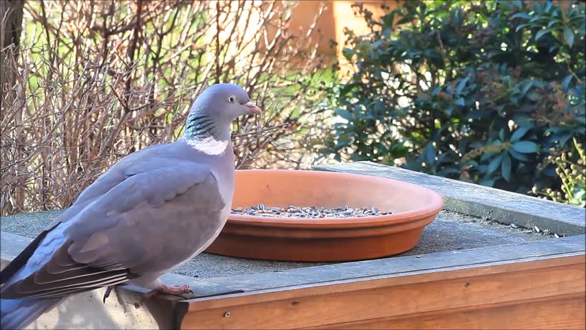 wood pigeon big dove feeding bird food wood pigeon big wood pigeon big dove feeding bird food wood pigeon big