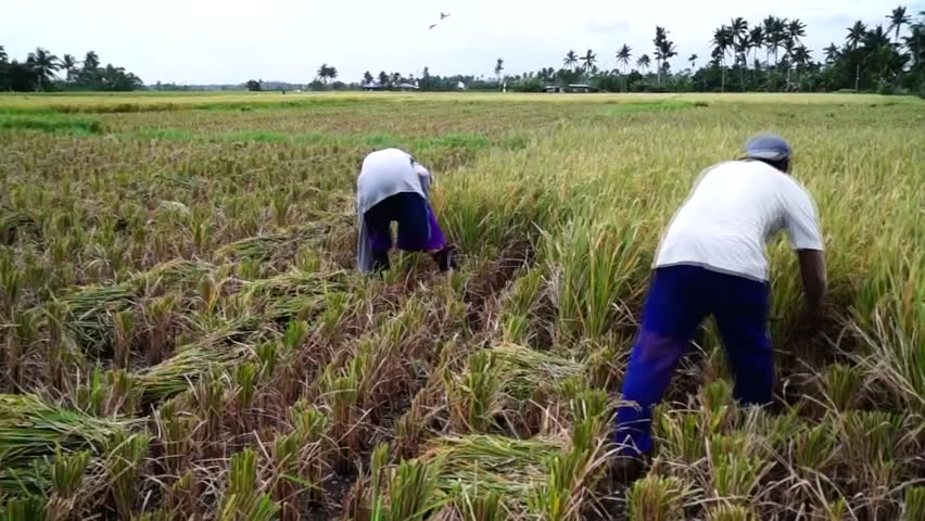 Man Cutting Plants With A Sickle Stock Footage Video 976510 Shutterstock