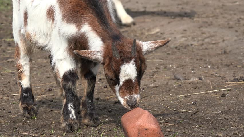 lick feet Goats her lick feet Goats her