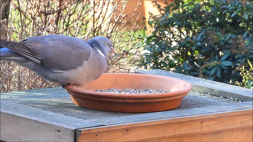 pigeon big dove feeding bird food winter stock footage pigeon big dove feeding bird food winter stock footage