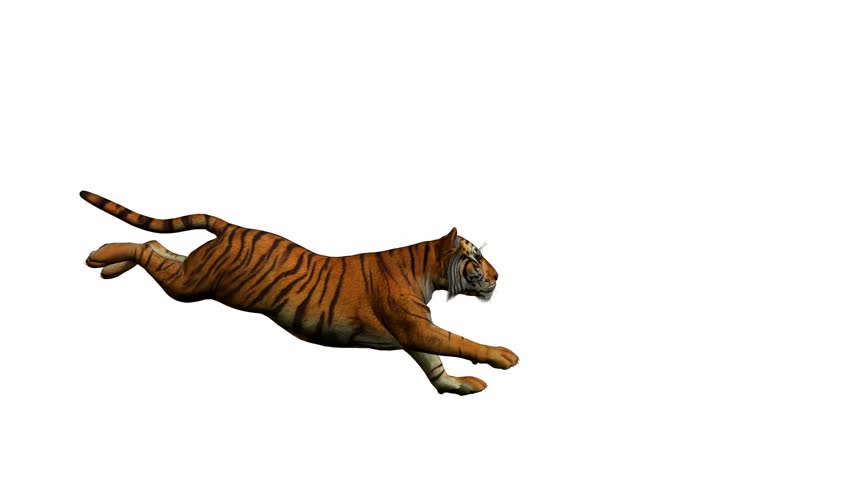 tiger running clipart - photo #31