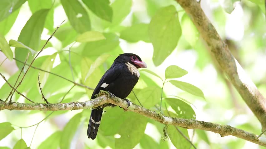 rare birds are paired during mating season bird dusky rare birds are paired during mating season bird dusky