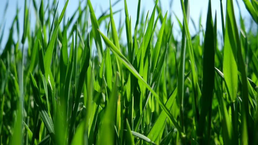 Tall Blades Of Grass Sway Blow In The Wind Stock Footage Video 1151260 