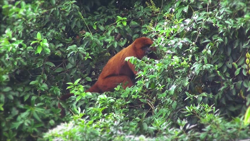 Howler Monkey, Rare South American Monkey Eating High Up In A Tree. Bug ...