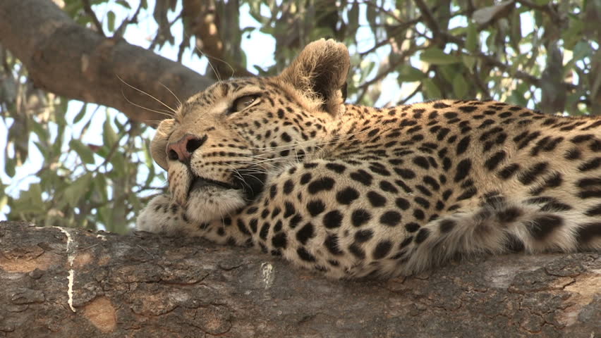 Leopard Lying Down On A White Background Stock Footage Video 940147 ...