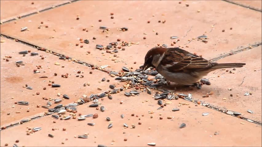 Bird Pecks Seeds With Frosted Grass Stock Footage Video 8333578 ...