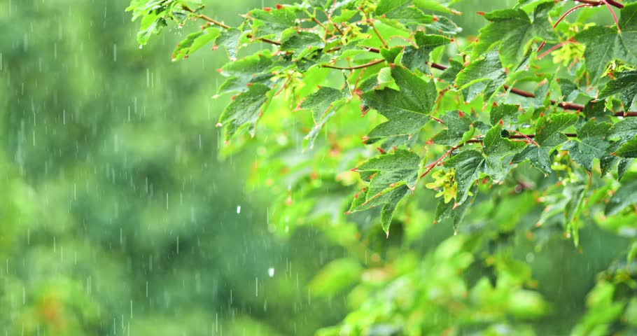 Summer Rain Falling On The Green Leaves Stock Footage Video 2640938 ...