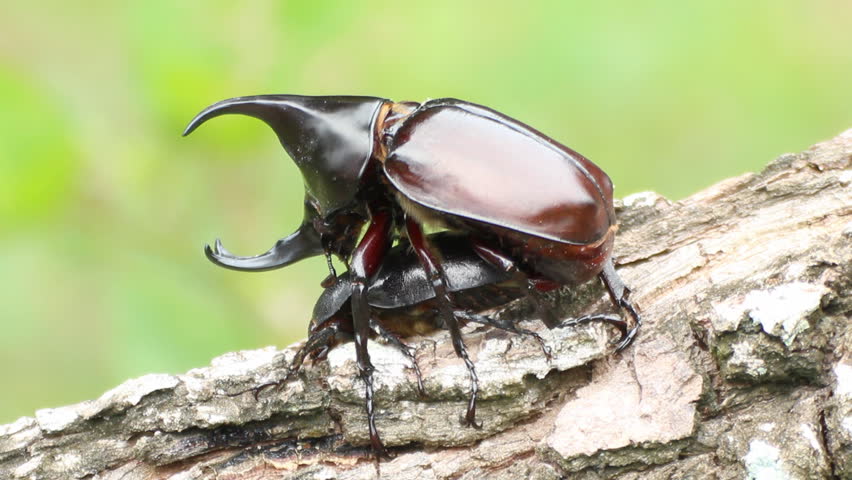 Rhinoceros Beetle On Tree Stock Footage Video 5918528 - Shutterstock